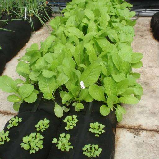 Growth Plant Stockings for Farmers, Gardeners or Land Scapes