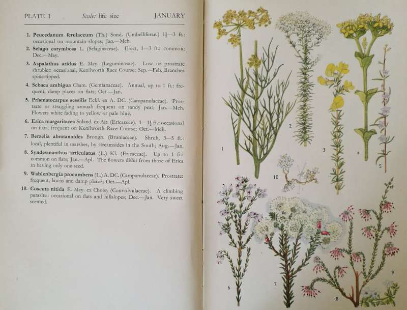 Cape Peninsula, Wild Flower guide