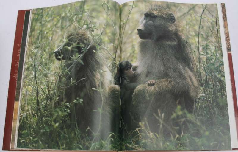 Portraits of The Wild, Southern Africa.