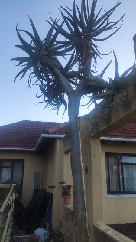 Quiver tree (Aloe dichotoma)