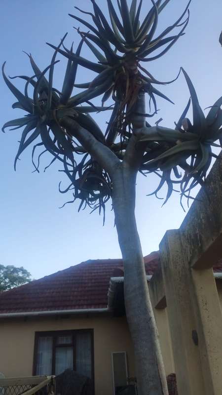 Quiver tree (Aloe dichotoma)