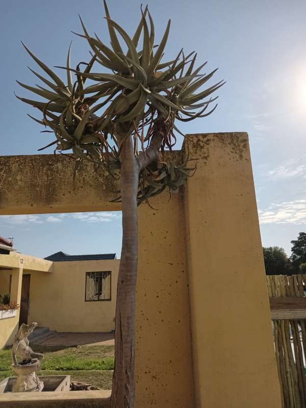 Quiver tree (Aloe dichotoma)