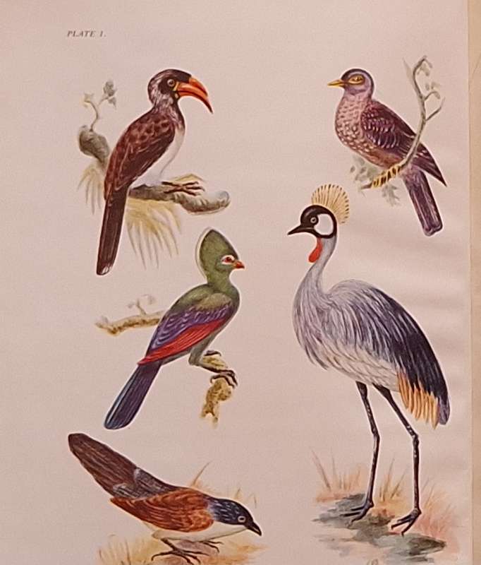 Common Birds of the South-East by J M Winterbottom (Longman's Field Handbook 1953)