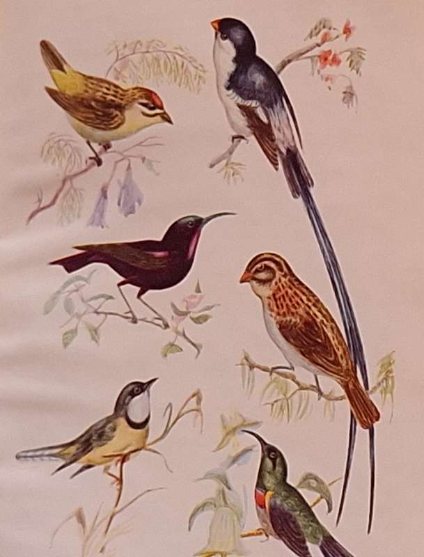 Common Birds of the South-East by J M Winterbottom (Longman's Field Handbook 1953)