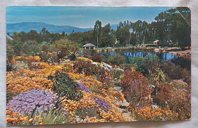 Cape of Good Hope Savings Bank Post Card of Caledon Garden Photo by Martin Laubscher