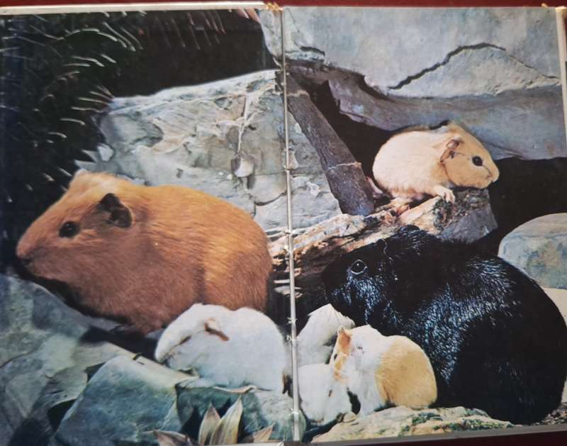 Guinea Pigs by Kay Ragland Hardcover