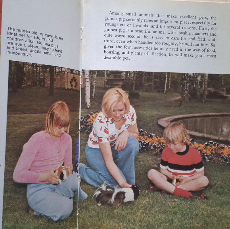 Guinea Pigs by Kay Ragland Hardcover