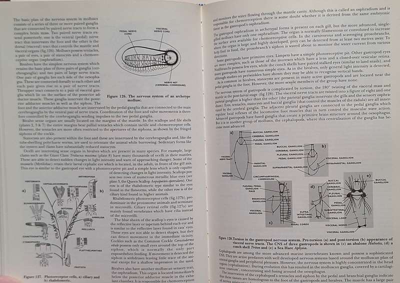 Sealife: A Complete Guide to the Marine Environment Ed: Geoffrey Waller Hardcover 1996
