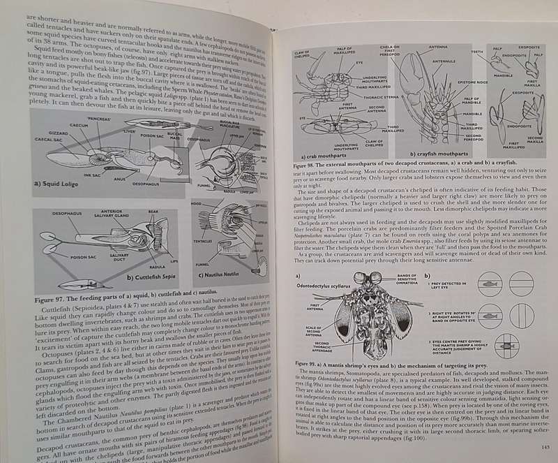 Sealife: A Complete Guide to the Marine Environment Ed: Geoffrey Waller Hardcover 1996