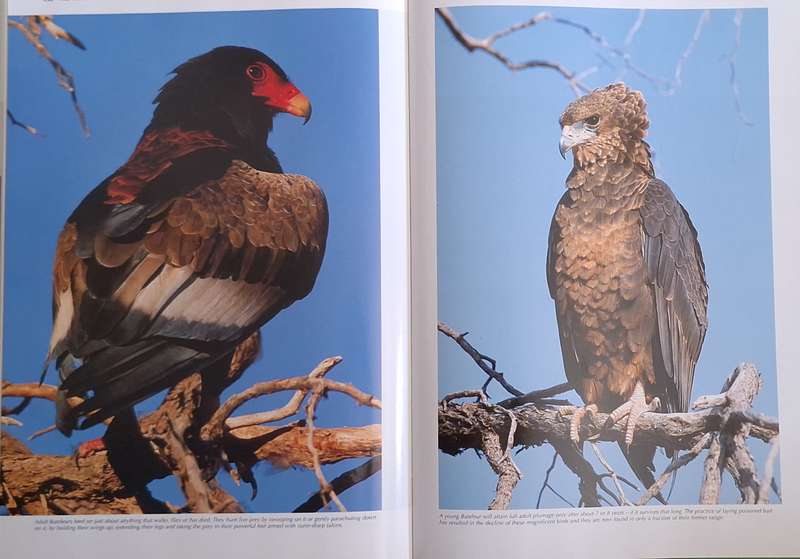 Reader's Digest Spectacular World of Southern African Birds