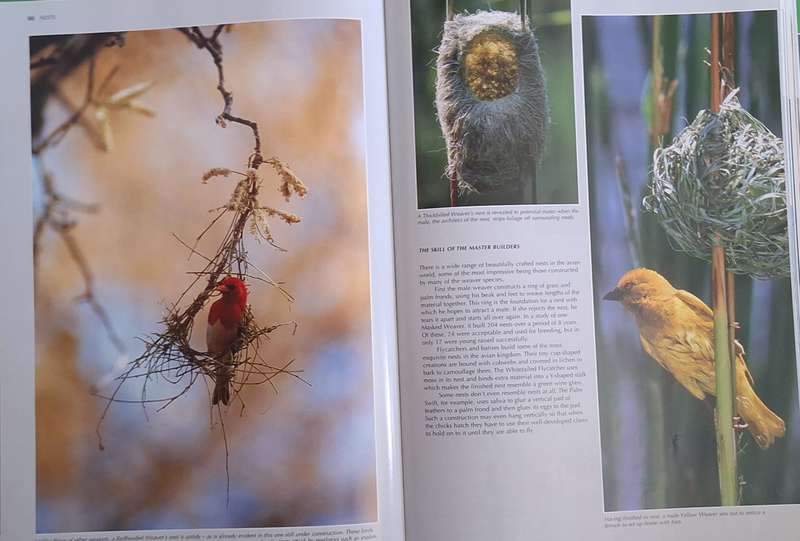 Reader's Digest Spectacular World of Southern African Birds