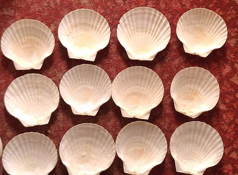 Vintage 12 Natural Scallop Shells for Serving Food