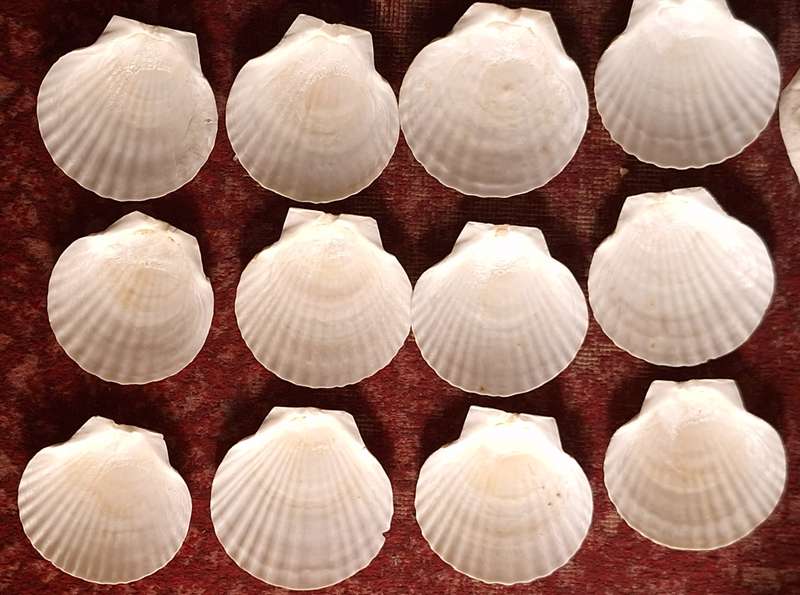 Vintage 12 Natural Scallop Shells for Serving Food
