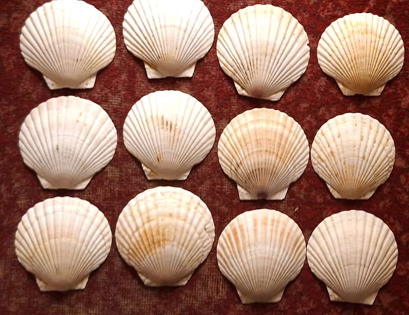 Vintage 12 Natural Scallop Shells for Serving Food