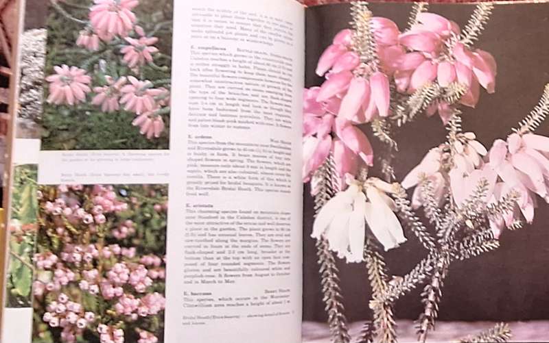 South African Shrubs & Trees for the Garden by Una van der Spuy Hardcover