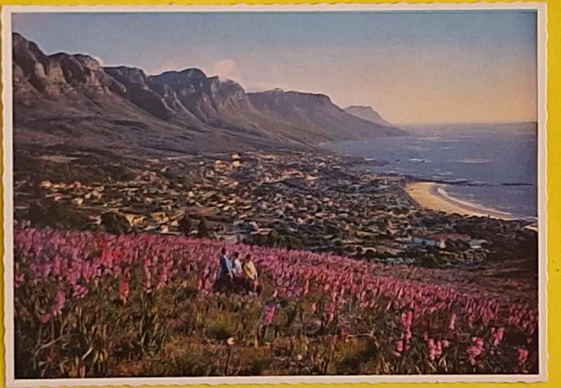 Postcard Watsonias on Lions Head