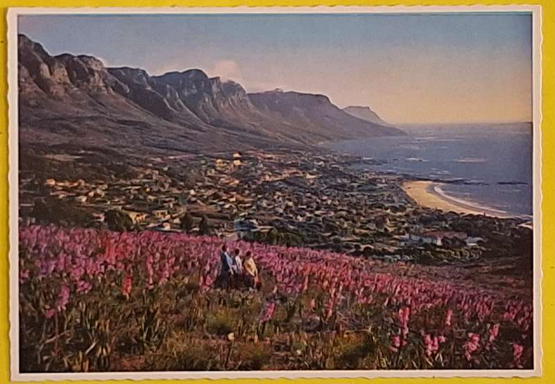 Postcard Watsonias on Lions Head