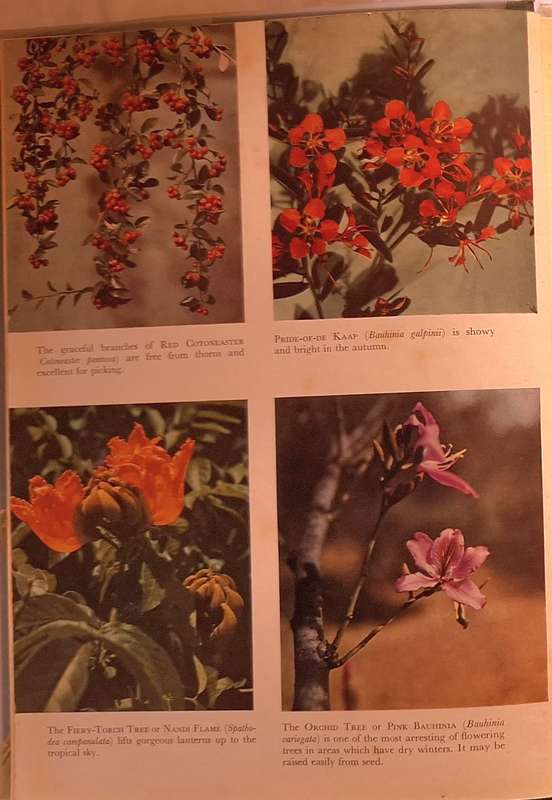 Flowering Shrubs and Trees for Gardens in Southern Africa by Sima Eliovson Hardcover 1956 Third Ed