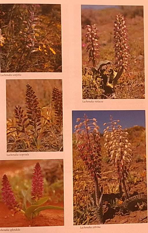 Nieuwoudtville Bokkeveld Plateau & Hantam SA Wild Flower Guide 9 by John Manning & Peter Goldblatt