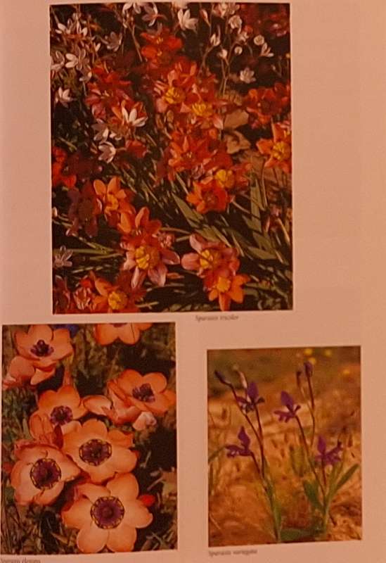 Nieuwoudtville Bokkeveld Plateau & Hantam SA Wild Flower Guide 9 by John Manning & Peter Goldblatt