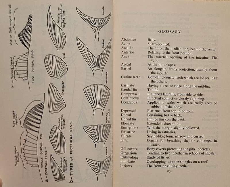 Sea Anglers' Fishes of New Zealand by Arthur W Parrott Hardcover 1957