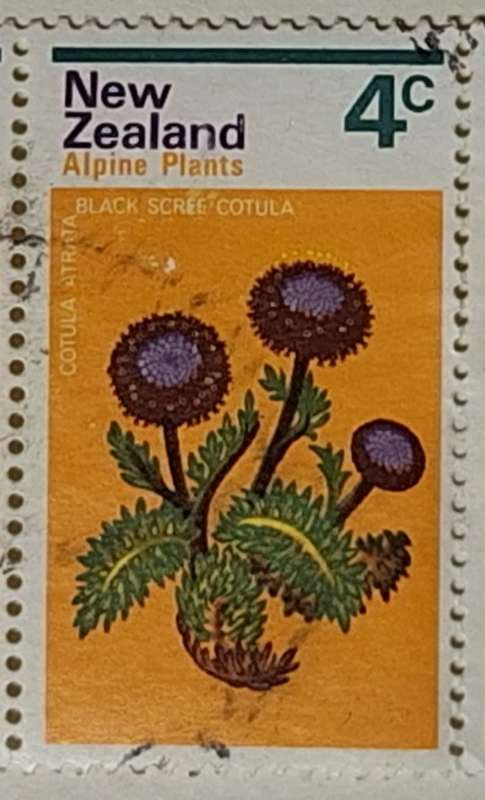 New Zealand 1972 Alpine Flowers 4c Cotula Block of 5 Used stamps