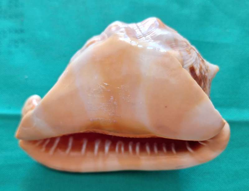 Conch Shell