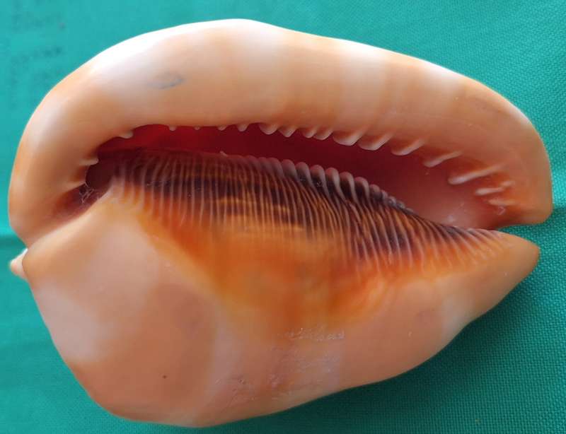 Conch Shell