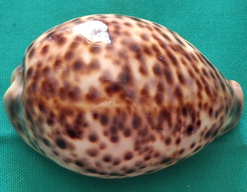 Tiger Cowrie Sea Shell (1)