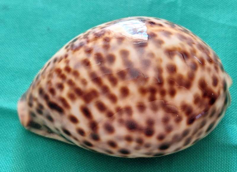 Tiger Cowrie Sea Shell (1)
