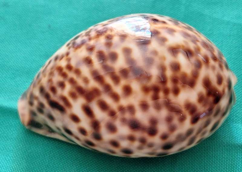 Tiger Cowrie Sea Shell (3)