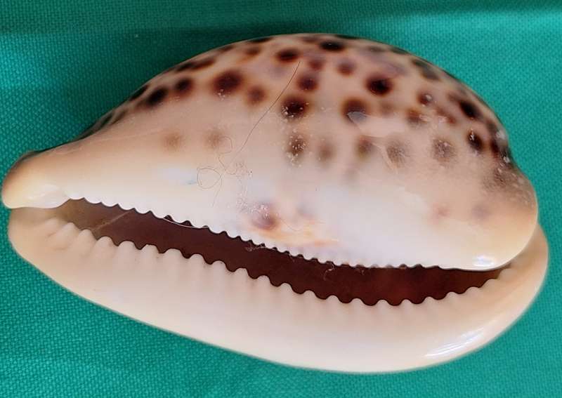 Tiger Cowrie Sea Shell (3)