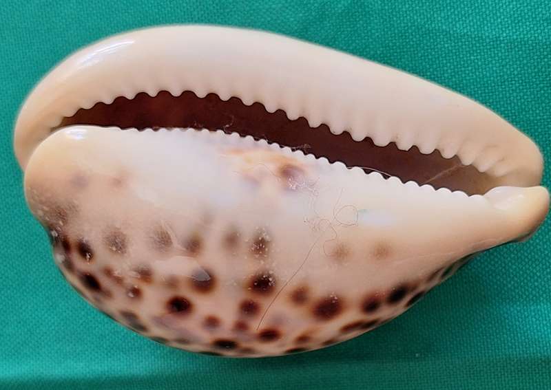 Tiger Cowrie Sea Shell (1)