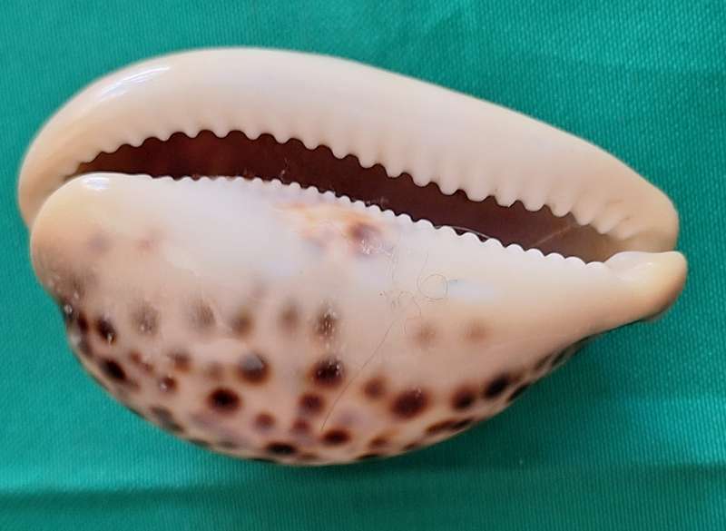 Tiger Cowrie Sea Shell (3)