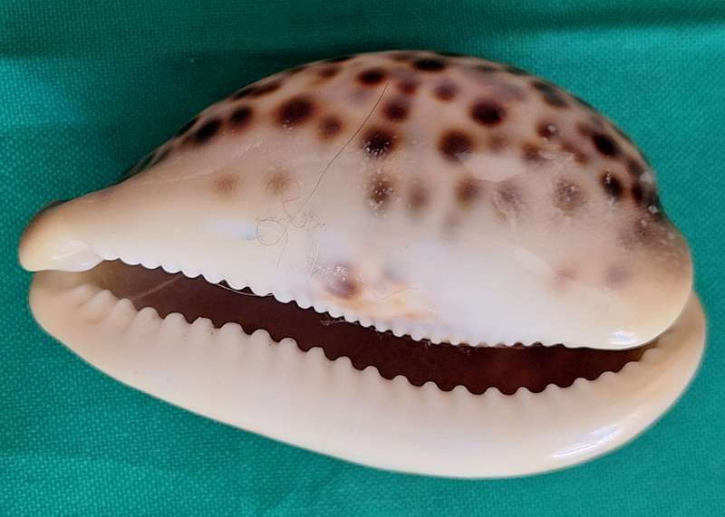 Tiger Cowrie Sea Shell (1)