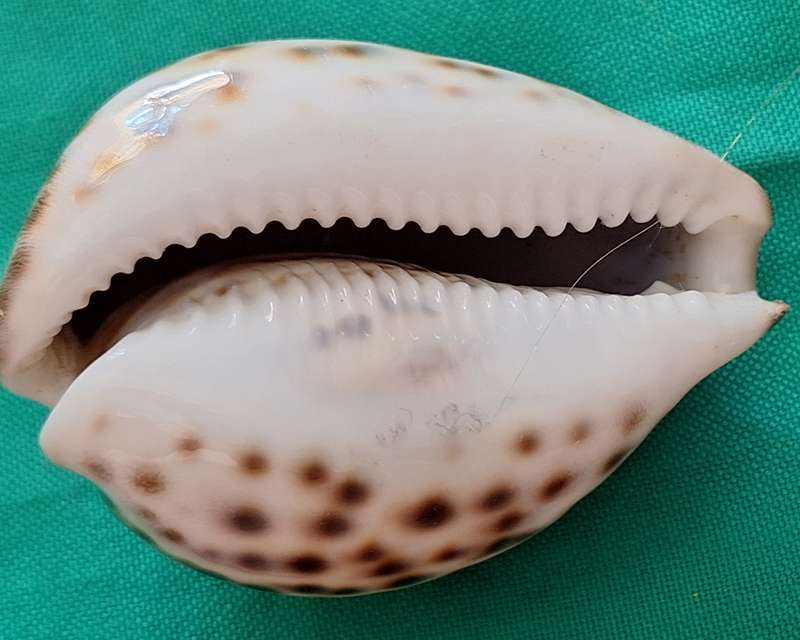 Tiger Cowrie Sea Shell (2)