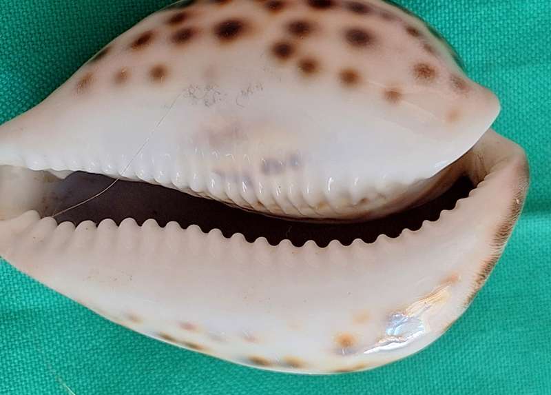 Tiger Cowrie Sea Shell (2)