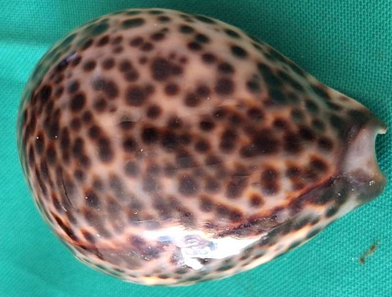 Tiger Cowrie Sea Shell (2)
