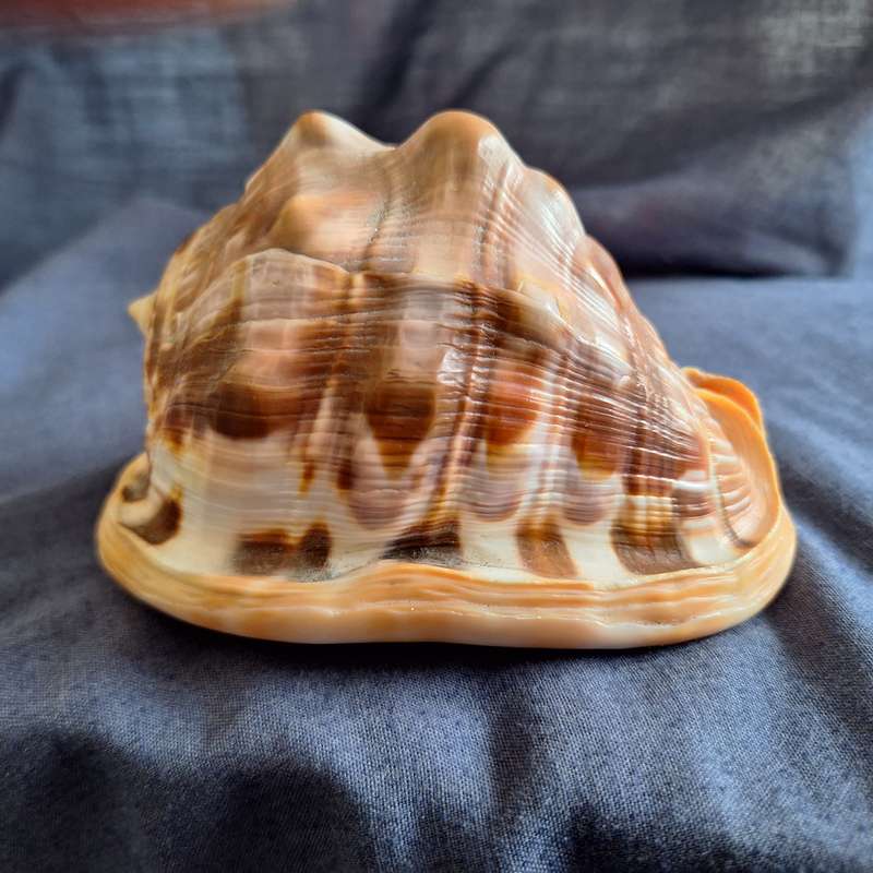 Conch Shell