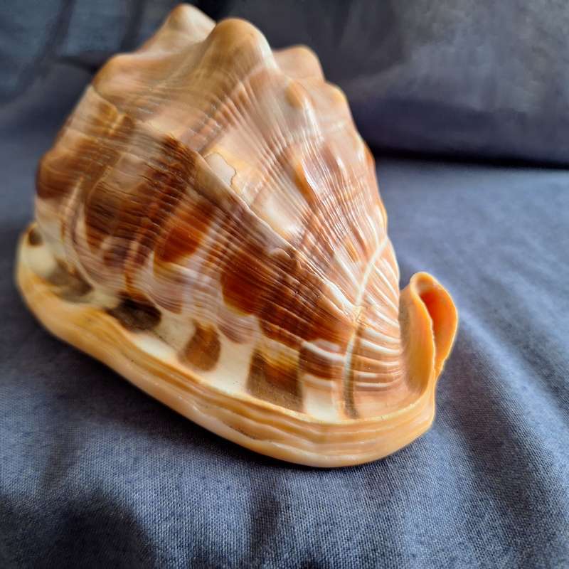 Conch Shell