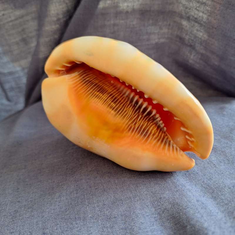 Conch Shell
