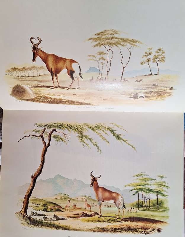 Portraits of the Game and Wild Animals of Southern Africa by Capt. W Cornwallis Harris Hardcover