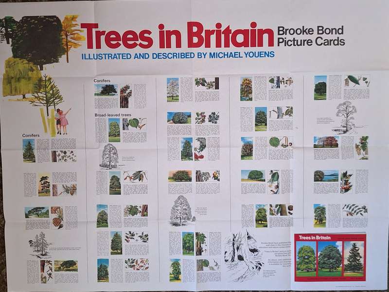 Brooke Bond Tea 1970s Promotional Poster: Trees in Britain Picture Cards