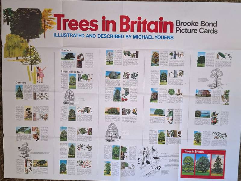 Brooke Bond Tea 1970s Promotional Poster: Trees in Britain Picture Cards