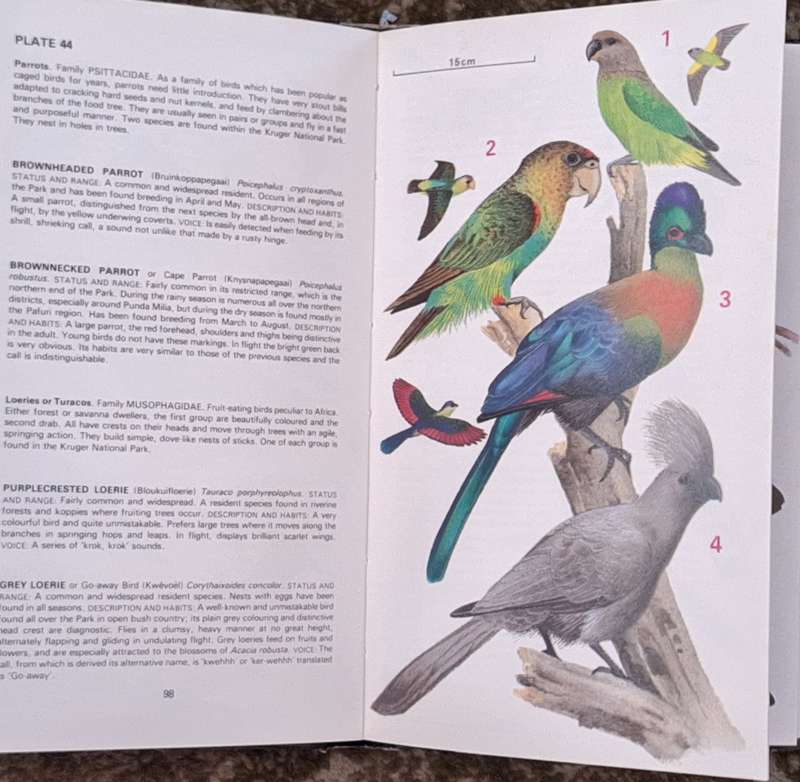 Birds of Southern Africa 1 Kruger National Park by Kenneth Newman Hardcover 1981