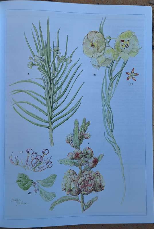 Wild Flowers of Northern South Africa Paintings by Anita Fabian Text by Gerrit Germishuizen P/back
