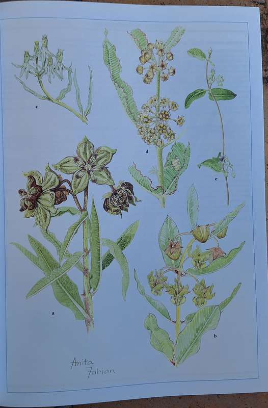 Wild Flowers of Northern South Africa Paintings by Anita Fabian Text by Gerrit Germishuizen P/back