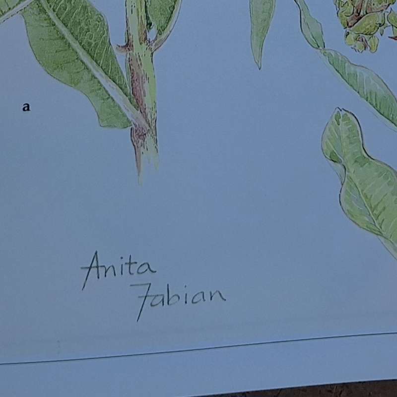 Wild Flowers of Northern South Africa Paintings by Anita Fabian Text by Gerrit Germishuizen P/back
