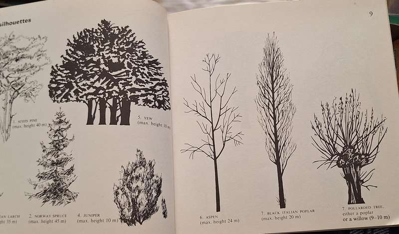 Black's Picture information Books: Trees Paperback