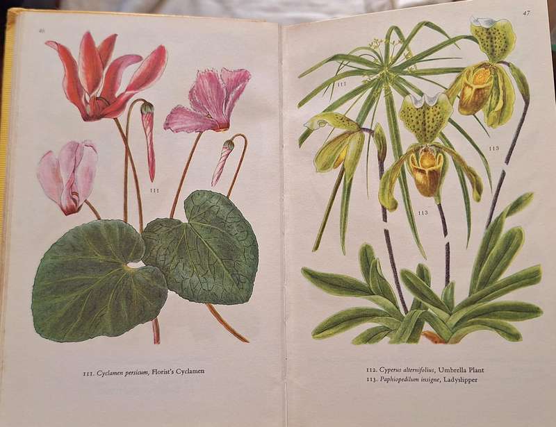 Indoor Plants in Colour by Eigil Kiaer Hardcover 1962 Reprint